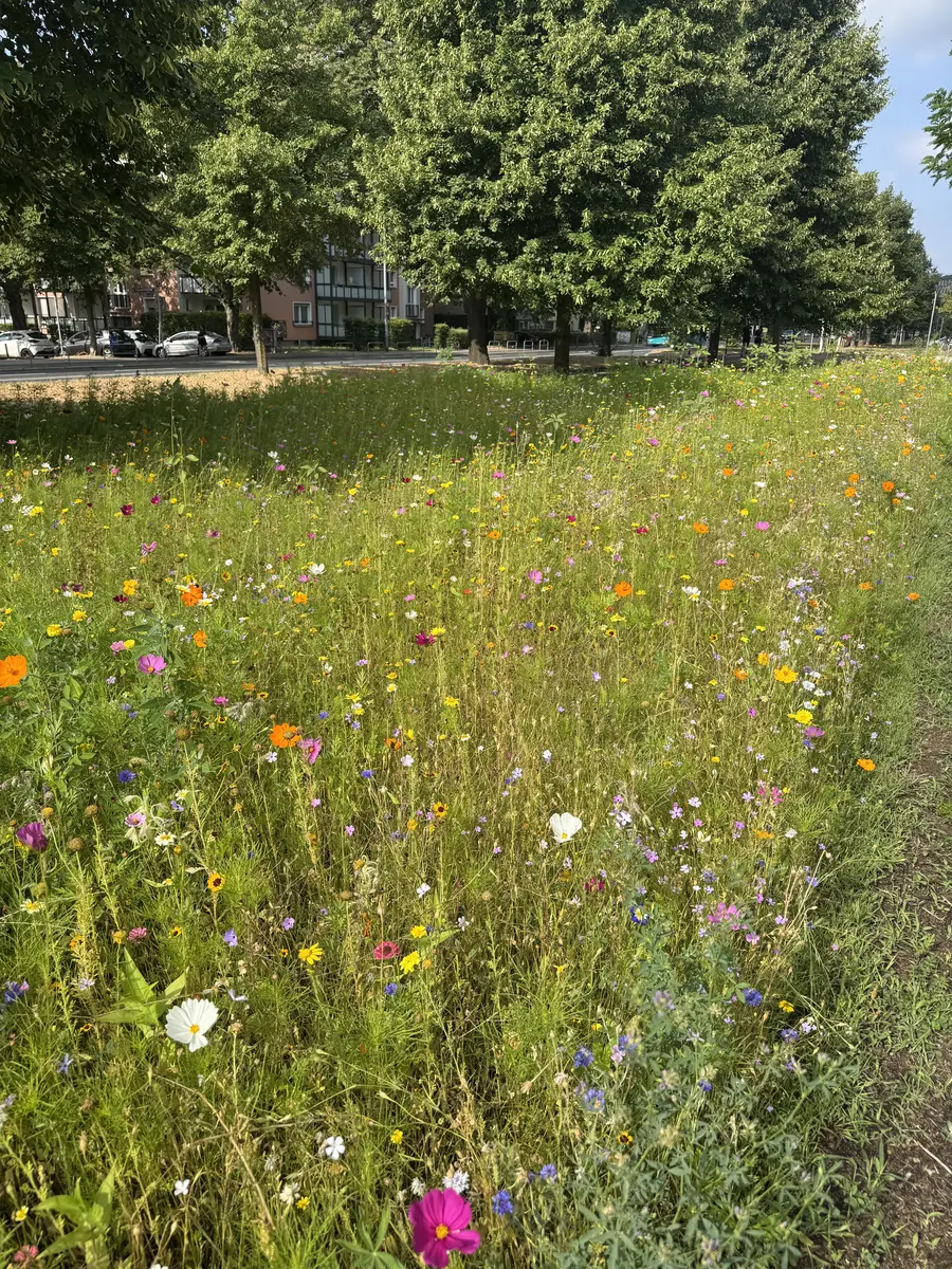 Wildblumenfläche aus der Sammlung weiterer PICTUS-Projekte
